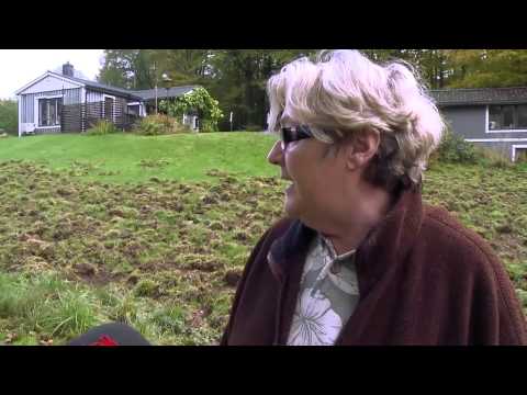 Fälla nytt vapen mot vildsvinen