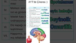 Ya Çıkarsa? 🧠Merkezi Sinir Sistemi Soruları |  Pons, Hipotalamus|Kuvvetli Biyoloji #ayt #yks2026