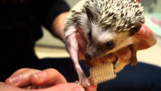 Ežiuko maudymas :) Washing a hedgehog :)