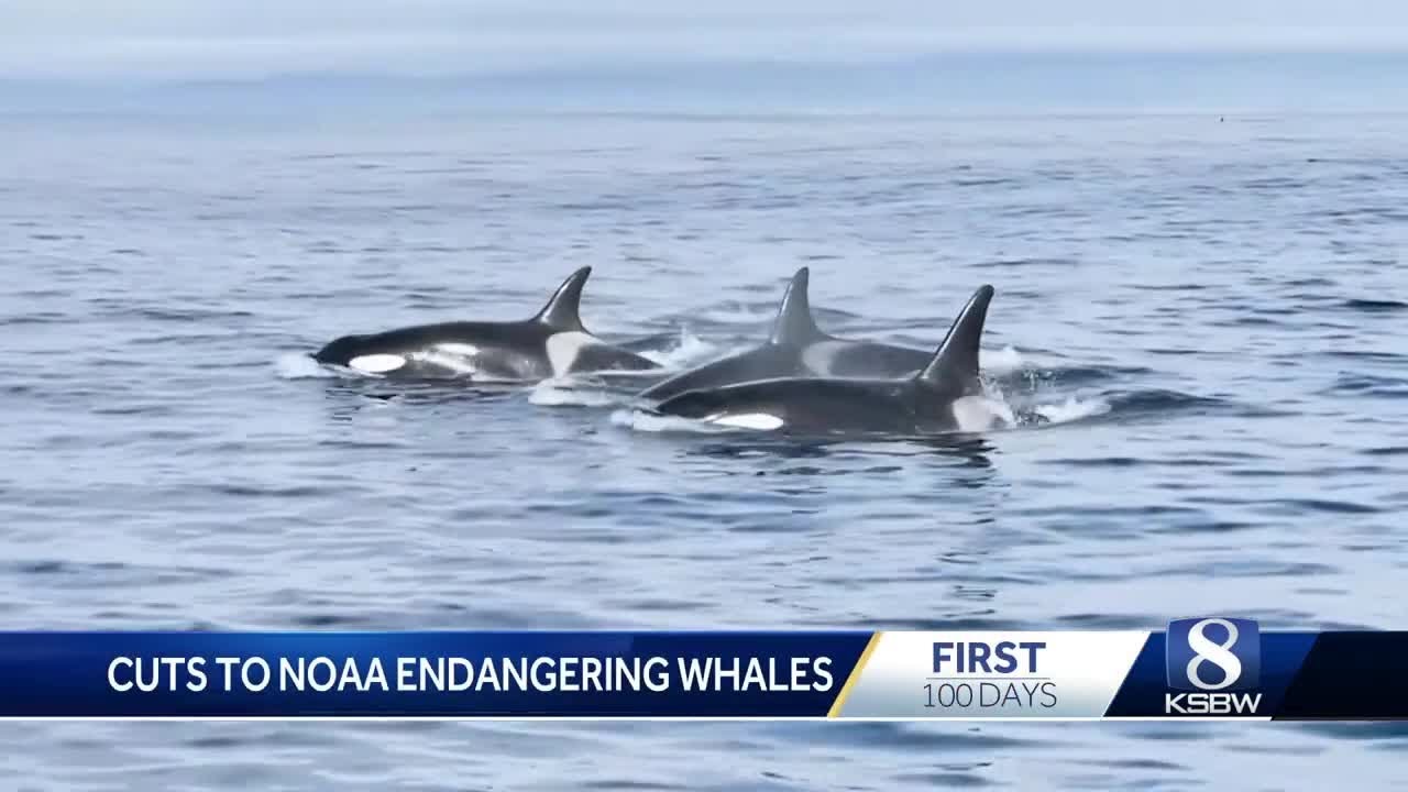 Trump administration cuts to NOAA threaten whale rescue efforts in Monterey