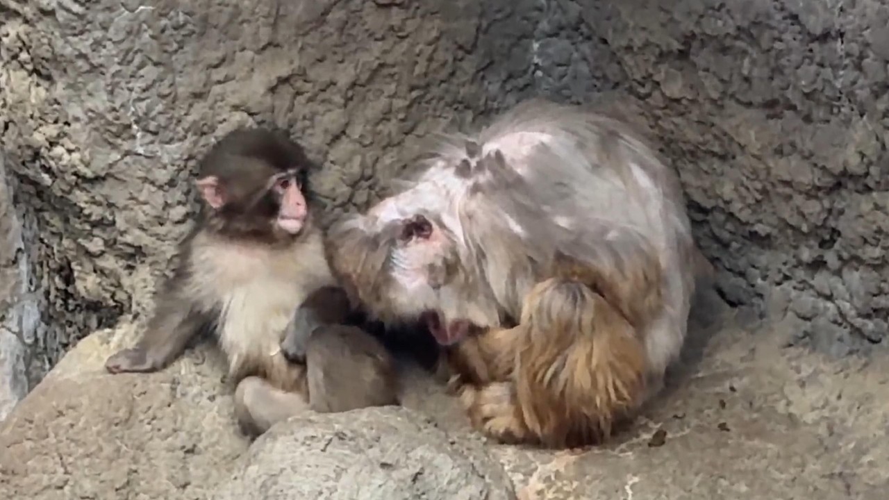 番外編 起こさない！優しいパンチくん【番外編】【市川市動植物園】ニホンザル