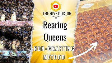 Proper Queen Placement: Nicot Queen Rearing system // queen raising