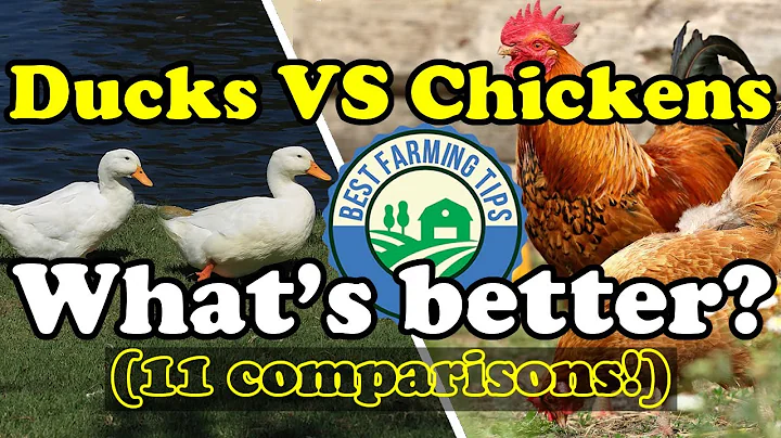 What's better: Ducks or chickens? (for meat and eggs) -  CHICKENS VS DUCKS - DayDayNews