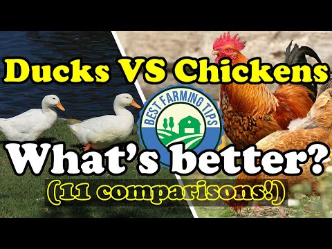 Wideo: Ducks Versus Chickens: Korzyści z wychowywania kaczek