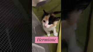 Meet the kitties! #fosterkittens #fostercat #kitten #cat #caws