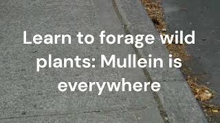Start wild plant foraging - here is how to begin by Survival Common Sense 629 views 3 months ago 1 minute, 6 seconds