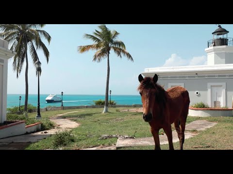 Video: Vieques Biobay'ı Ziyaret - Porto Riko Seyahat