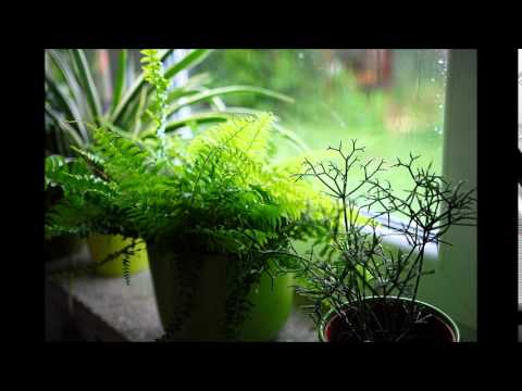 ჩემი ოთახის გვიმრა