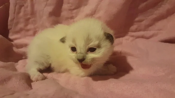 Video 1454511: lynx, love cattery, home cattery