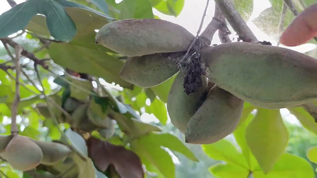 Cómo le llaman en localidad o país? 