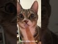 집사랑 코뽀뽀하는 고양이🐱#고양이 #cat #집사 #아기고양이 #shorts