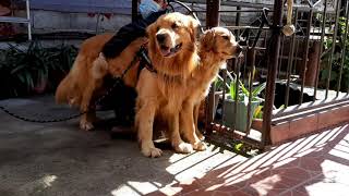 GOLDEN RETRIEVER BigBone STUD