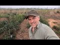 Metal Detecting With Fire Ants In My Pants | Aquachigger