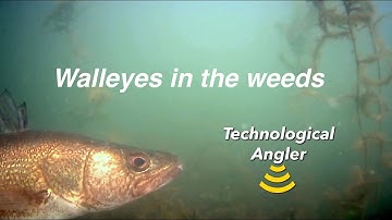 Weed walleye patterns | Aqua-Vu | The Technological Angler