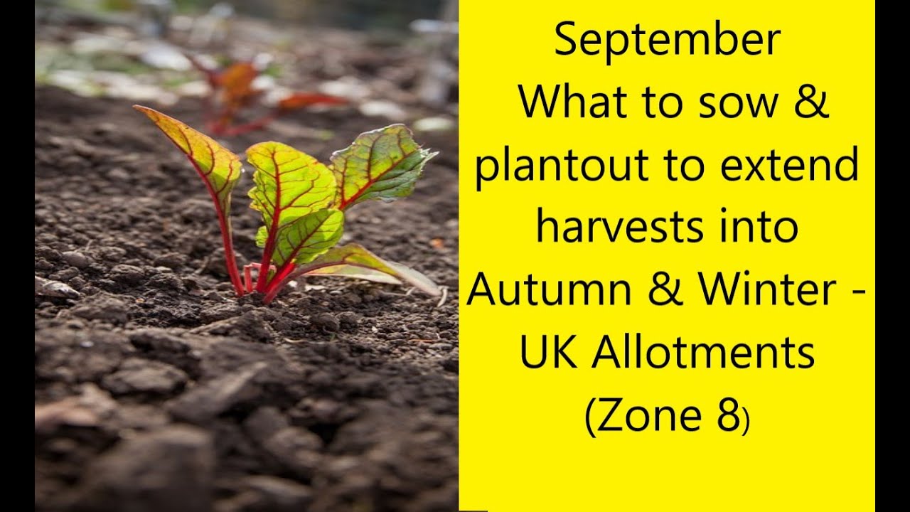 September - What to sow & plant-out to extend harvests into Autumn & Winter - UK Allotments (Zone 8)