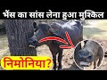 Respiratory pneumonia in a buffalo  difficulty in respiration  vet guru radhe