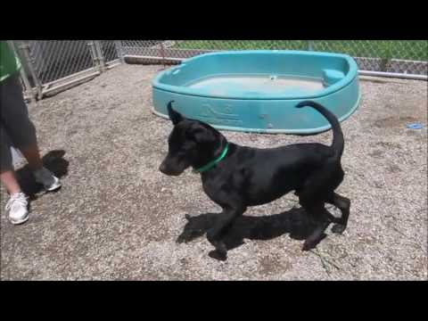 camera iphone 8 plus apk Trevor