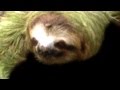 Chinese bongobeat w sloth