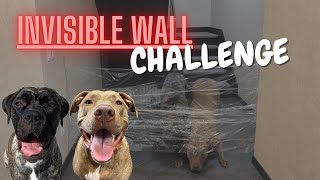 MY DOGS REACT TO INVISIBLE WALL CHALLENGE!