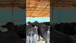 The backbone of our business: healthy, happy buffaloes. 🥛🚜 #farmingcommunity #dairyproduction