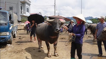 TRÂU TO VÀ ĐẸP CHỢ BẮC HÀ - TÌNH HÌNH GIÁ CẢ CUỐI THÁNG 7/2025 TẠI TÂY BẮC 