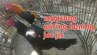 So this is how much Bangkok chickens cost at Gawok Gatak Sukoharjo Market