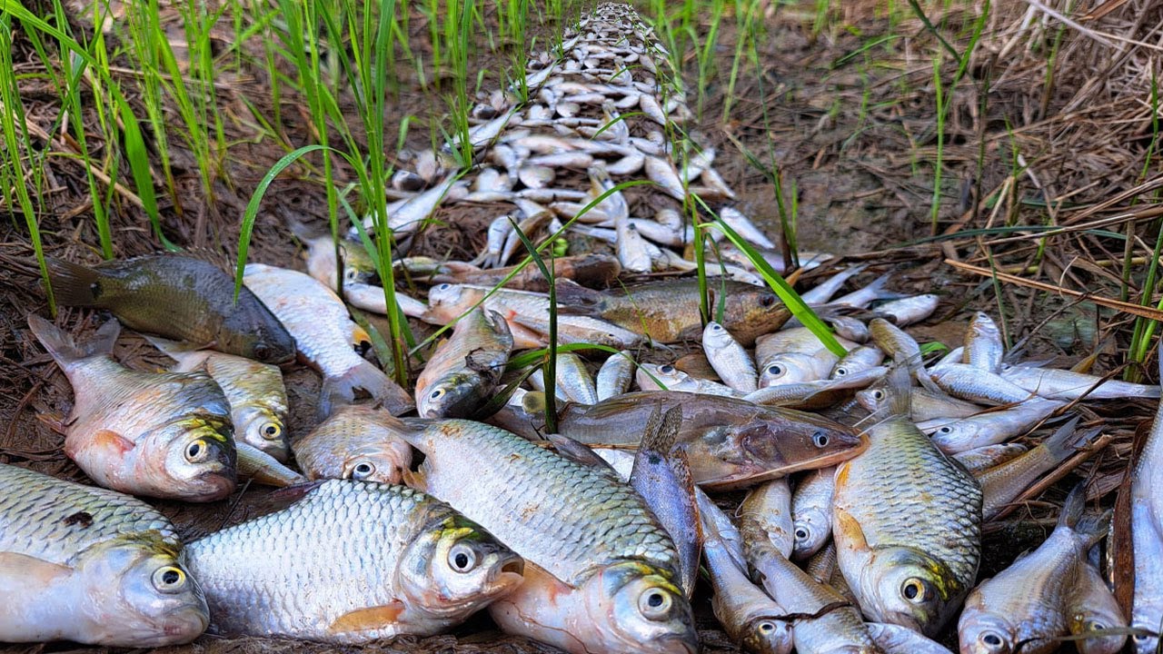 best hand fishing - catch a lot of fish in dry place by best hand a smart fisherman