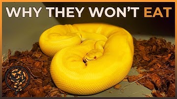 Why your Ball Python isn