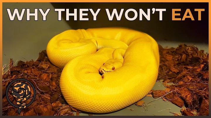 Why your Ball Python isn't Eating - Here's what to do!