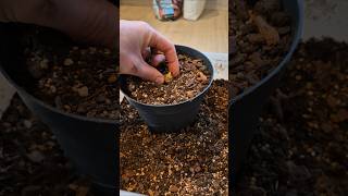 Planting Sauromatum venosum 'The voodoo lily' #stinkyplants #tropicalplants