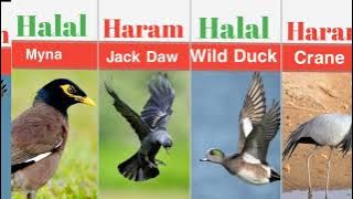 Meat haram halal | wild animals | Halal And Haram Birds in islam