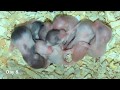 Baby Hamster Day 1 to Day 30 (Syrian Hamster)