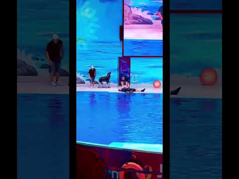 Seal Show🫠#uae#dubai#dolphinarium#trend#viral#youtubeshorts#shorts