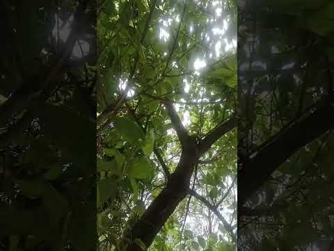 Aaj hawa bahut tej hai