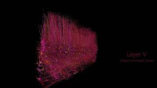 A Cubic Millimeter of Mouse Brain