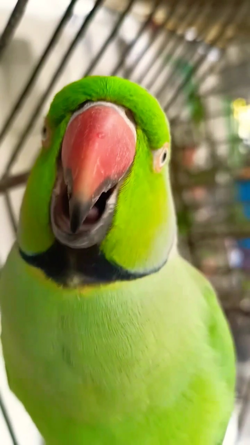 Patli kamaria Hi Hi Hi???#shortvideo #shortfeed #ponnusword ?