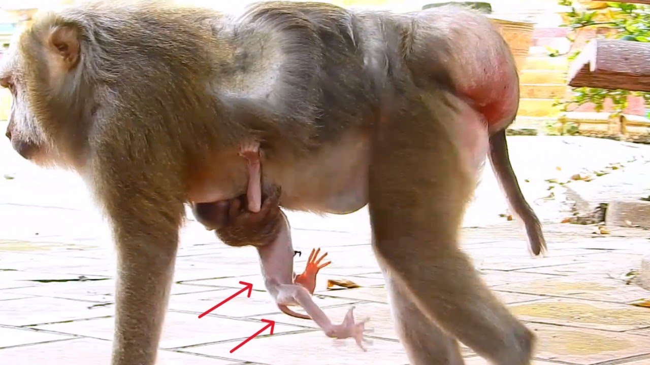 🔴Live: So WeaKness Newborn Baby Has Drop Leg Cannot Hug Mother Moving