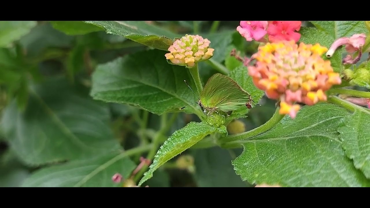 Cyanophrys sp. (Lycaenidae)
