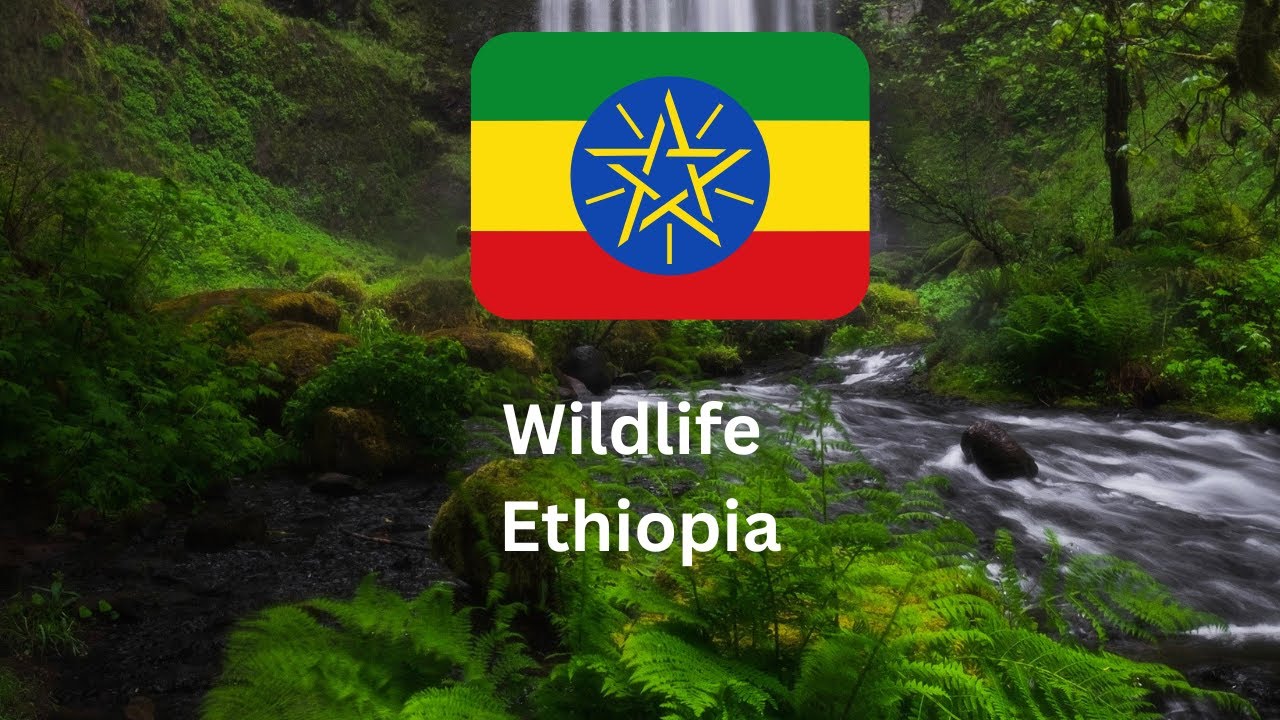 Explore the Wild Territory of Ethiopia's Awash National Park!