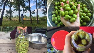 [Fruit as medicine] How do you eat Terminalia chebula | village life | Isaan Thai Food