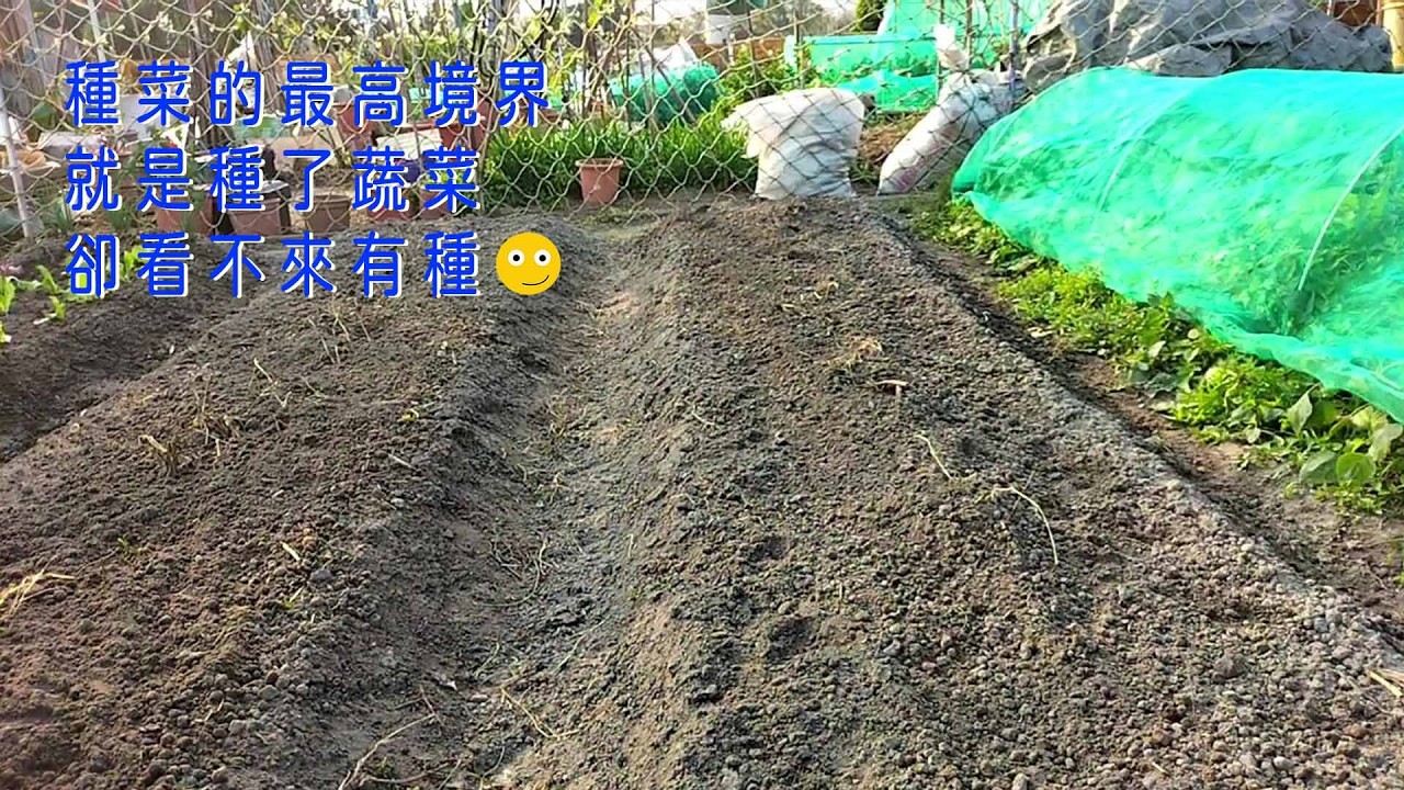 [狐狸菜園] 2月春天播種玉米 不知出苗率會如何 Planting corn in February