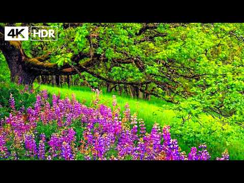 Beautiful Relaxing Music 🌿 Calm Your Nervous System & Relieve Stress & Deep Sleep