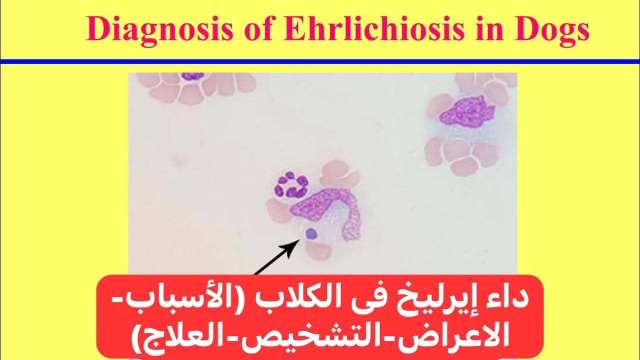 داء إيرليخ فى الكلاب (الأسباب-الاعراض-التشخيص-العلاج) Ehrlichiosis in Dogs