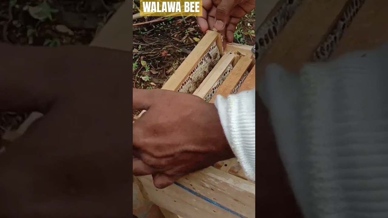 beekeeping srilanka 