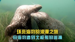 环斑海豹的浪漫之旅,母海豹和幼崽遭到北极熊的追捕