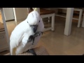 撫でてもらいたいネコ・イヌ・オウム