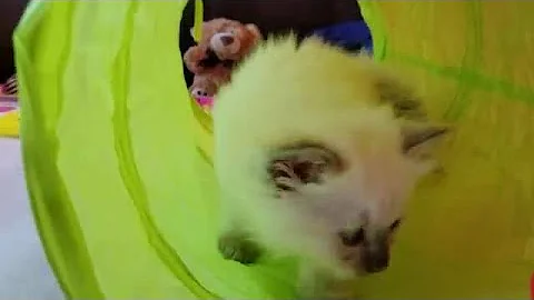 Watch the video about How to Fall in Love with Sweet Siamese & Balinese Cats #siamese #kitten