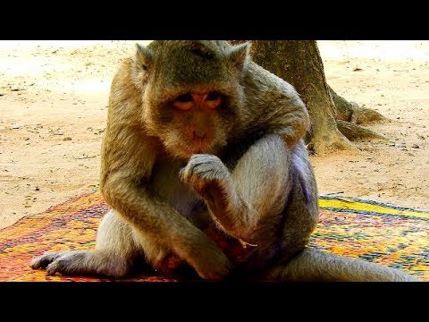 video phone beyonce mp3 News update ! on 18 Dec 2018 : look like wound of Sok not better , so she to do nurse by herself