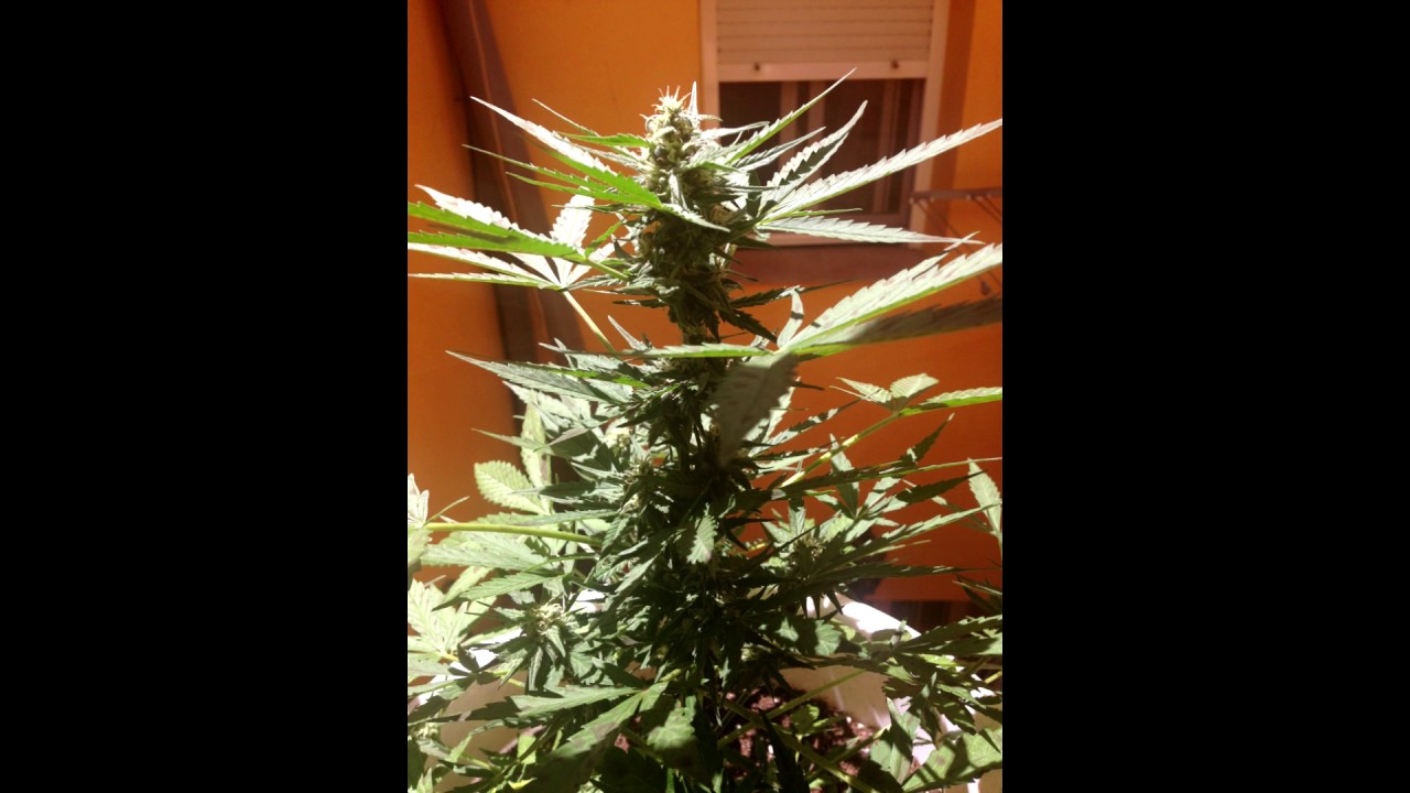 Seguimiento Exterior Auto Kritikal Bilbo - Genehtik