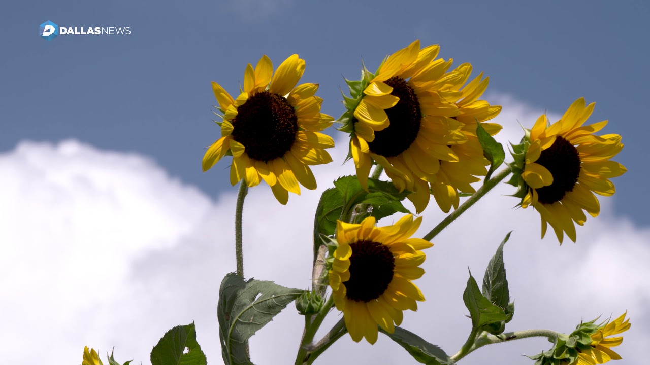 New fresh cut flowers trend making a boom in Texas YouTube